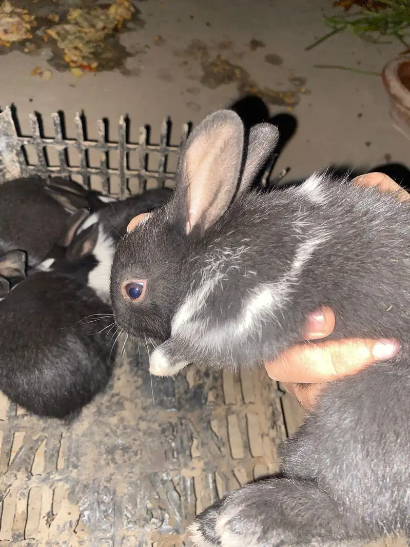 Newzeland white / offer dasi breader female 500 only — photo 12