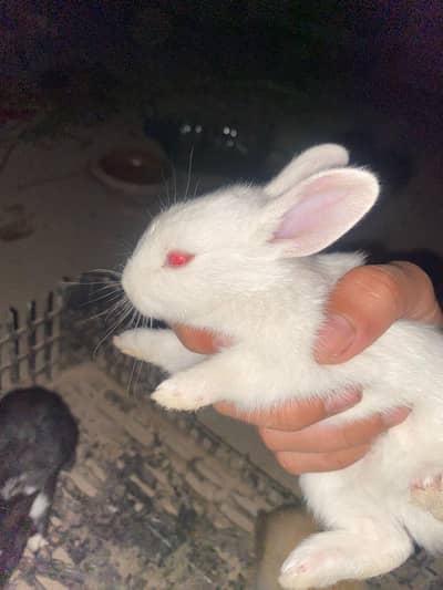 Newzeland white / Red eye rabbit/baby/fresh meat/rabbit skin available