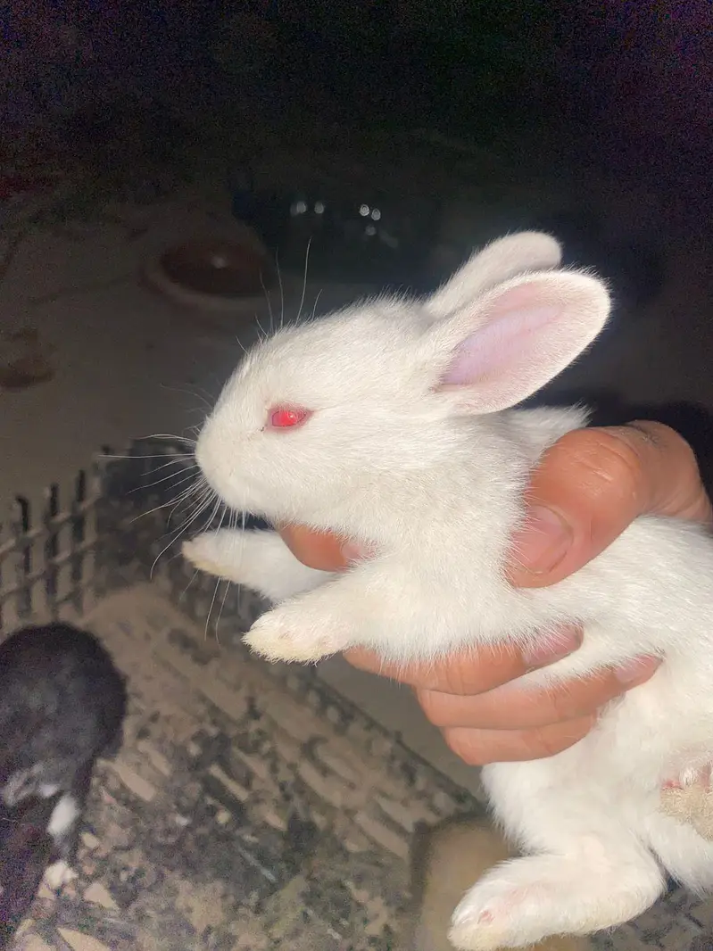Newzeland white / offer dasi breader female 500 only — photo 3