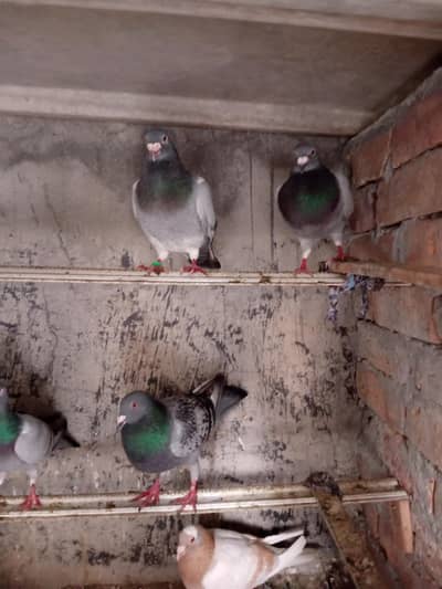 03078124609 what spp blue bar breeder pair