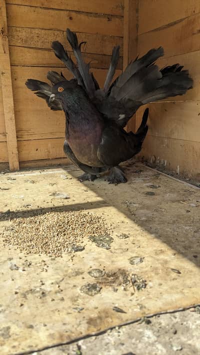 Top quality breeder male