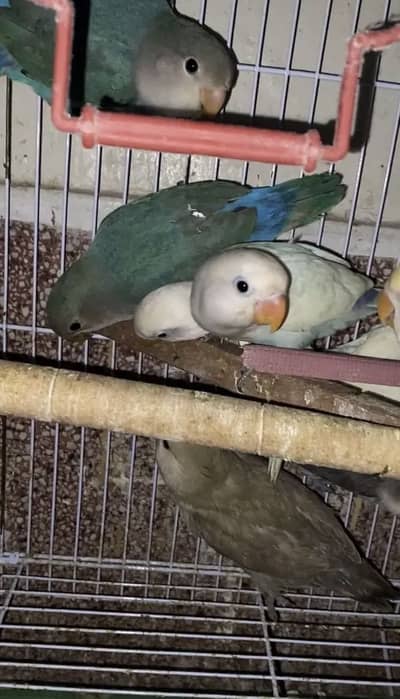 Sami Tamed Pathy Rossicolly Lovebirds / Albino Lovebirds