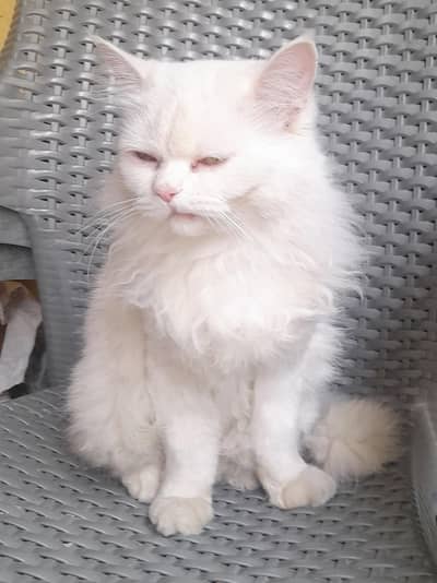 Healthy Female Cat for Sale