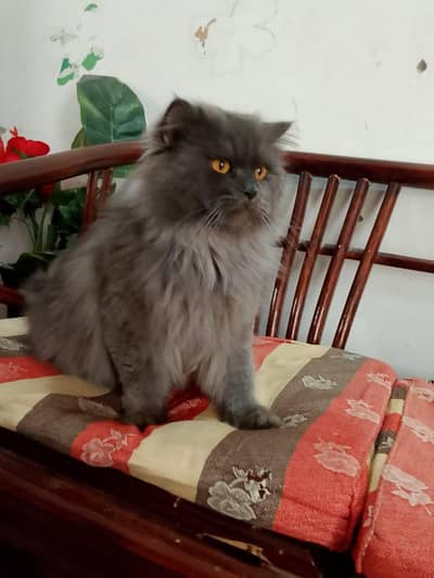 Stud male for sale . contact on 03184911072.