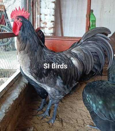 Australorp Haritage| Fertail Eggs| Chikes