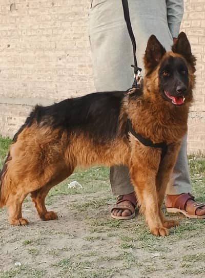 German Shepherd long coated female for sale