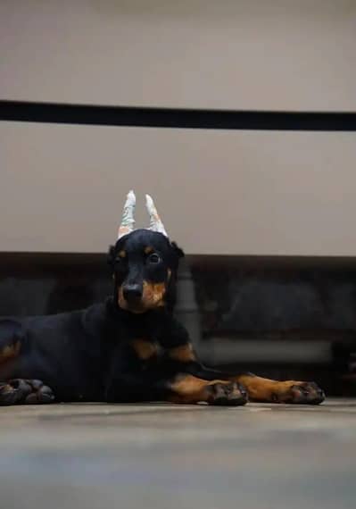 Imported american Doberman puppy for sale