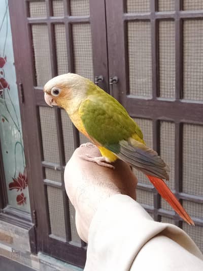 Pineapple Conure Handtame For Sale