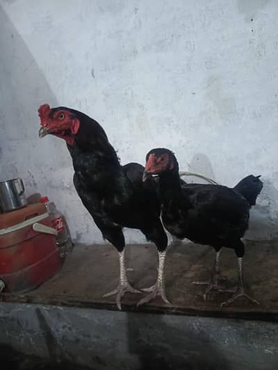 aseel shamo and Sindhi