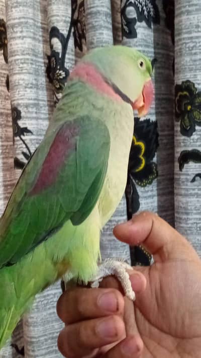 pahari talking parrot