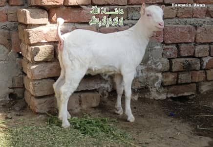 Supreem Qulty Pure Tedi