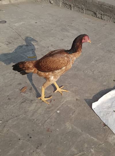 Aseel mianwali lakha