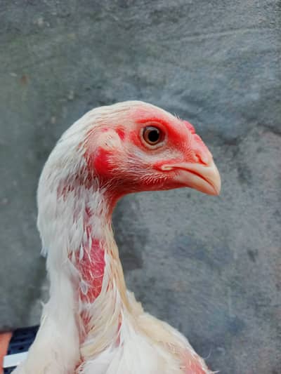 White Oh shamo chicks. White Oh shamo female. Denmark Blood Line.