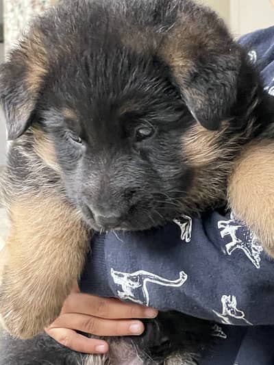 German shepherd Black and Tan puppy