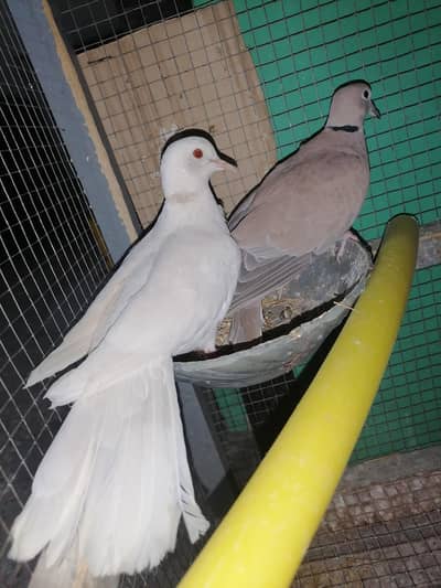 Breeds pair for sale