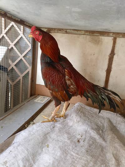 7 Pure Aseel 3 Male+4 Female assel mianwal i03317843232 what's up