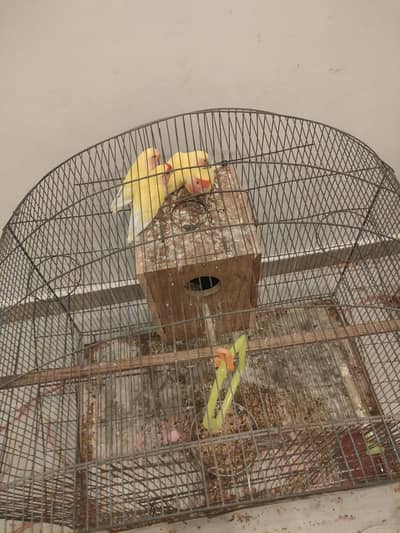 love birds ek pair hai 2 bachy hai