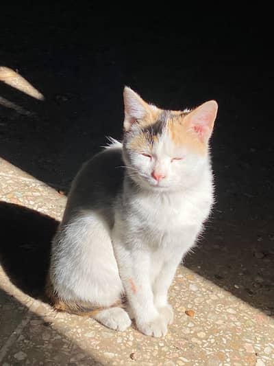 Street Cat / Name : payara bcha