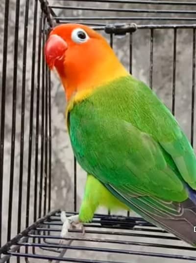 GREEN FISHER PAIR FOR SALE