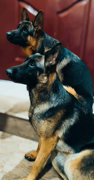 Pure German Shepherd Pair