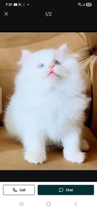 Persian cat for sale my WhatsApp number  0329-38-19-821