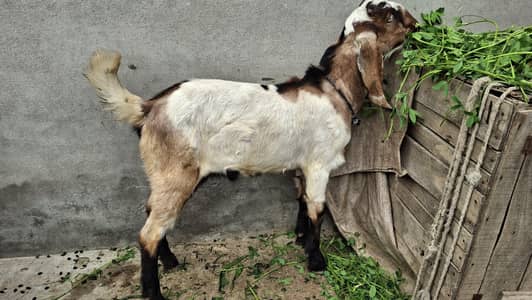 bakra/bakri/bakra