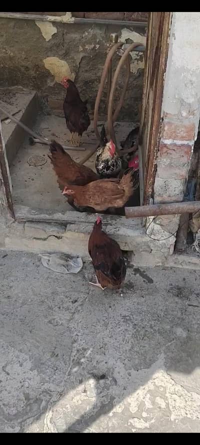 hens for sale
