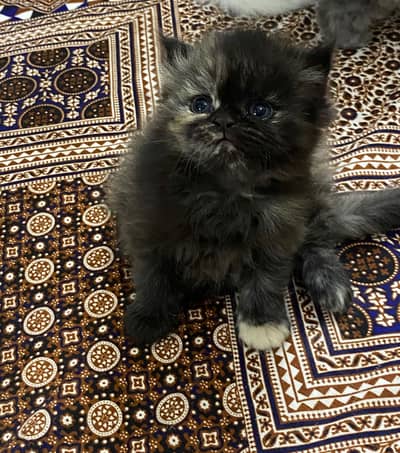 #Persian cat baby #Persian white cat # Persian cats