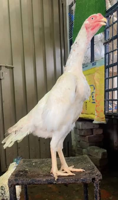 high quality shamo female