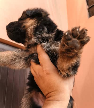 German shapherd female pup