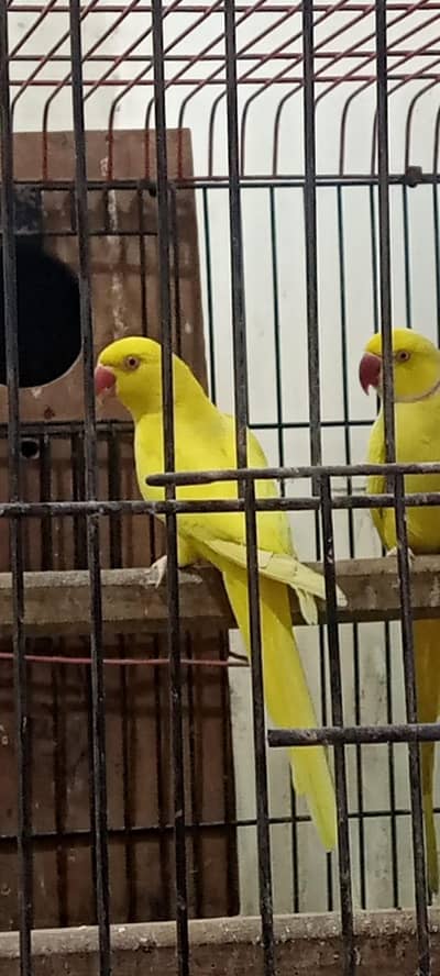 yellow ring neck breader pair .