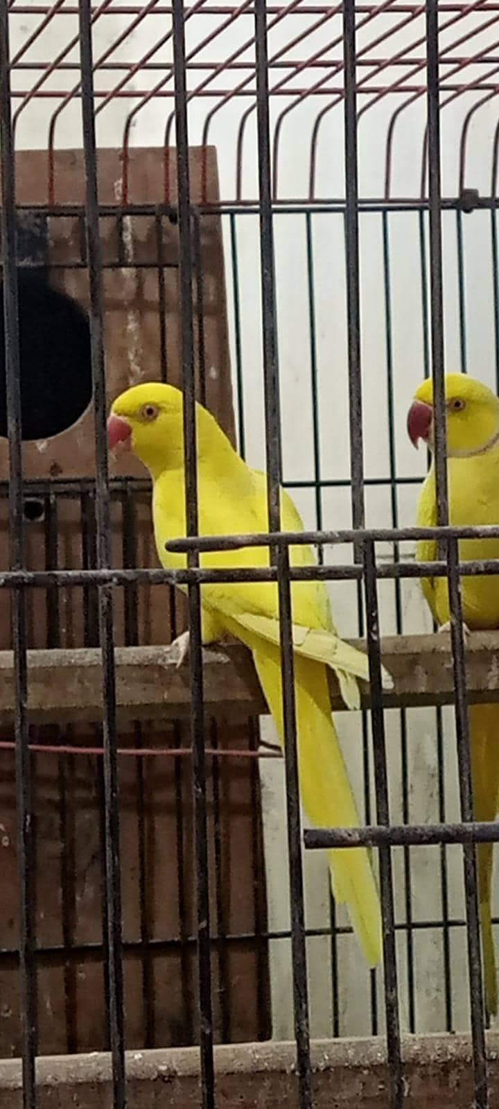 yellow ring neck breader pair . 0