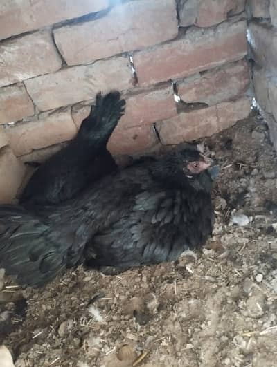 kurak madia for sale