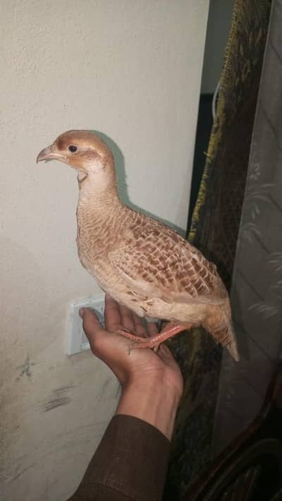 chakoor moor and parrots