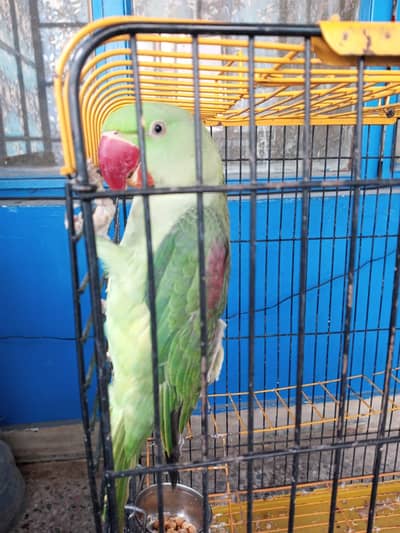 Raw parrot pair for sale , jumbo size 1.5 years old, fully active