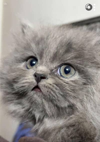 grey Persian cat triple coat for sale female