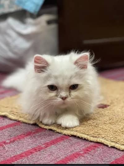 Punch fece cat tripal cote active haldi cat 03181833788wtsp