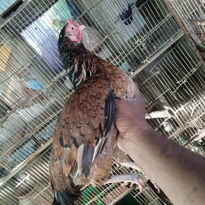 all aseel 1 male ,1 female eggs laying  , 1 kurak female