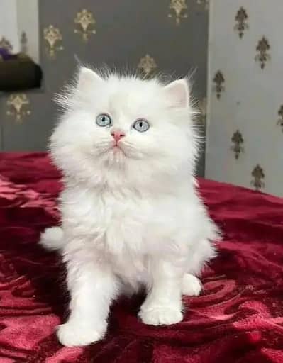 cat persian cat my WhatsApp number 03263875929