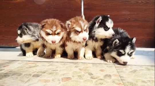 Siberian Husky Puppy blue eyes husky Wollly coat puppy sale
