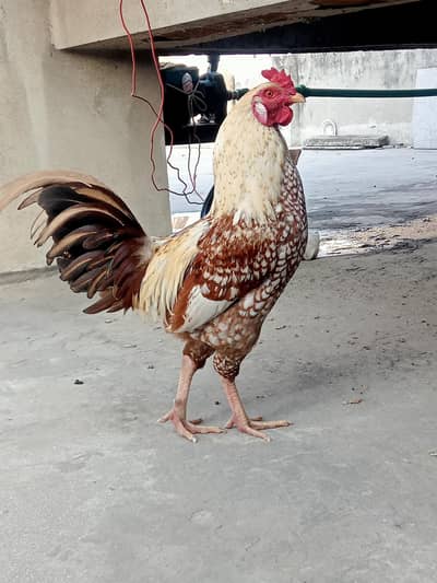 Murga Available number  03032381229