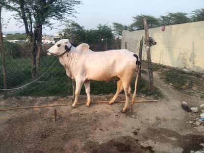 Fateh Jangi animal