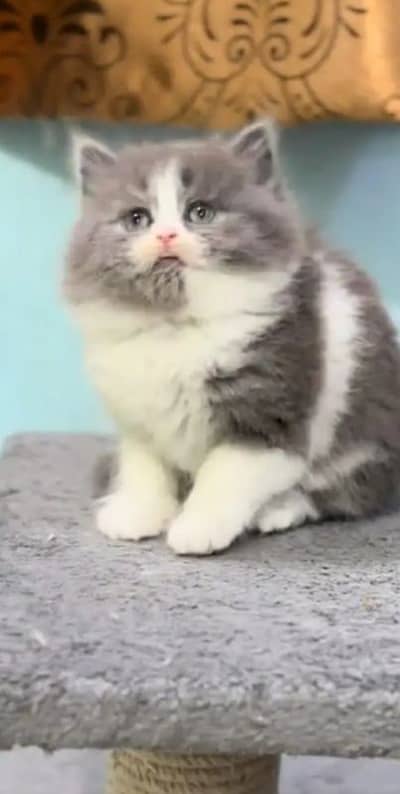 Persian Kitten Available For Sale