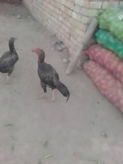 breed aseel heera my WhatsApp number 03263875929