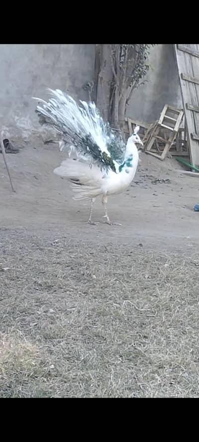 peacock pairs available 03055687059