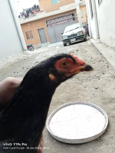 Aseel saleti for sale