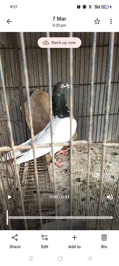 teddy n kalduma male