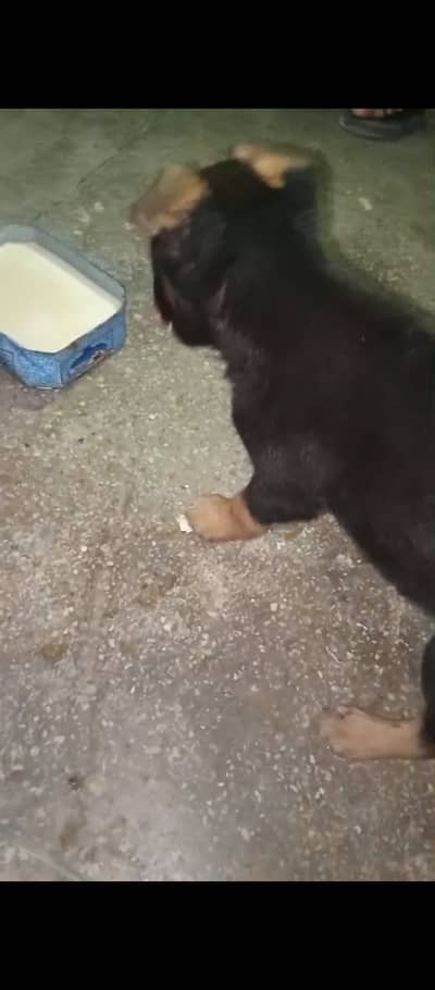 Want to sale my German shepherd dog