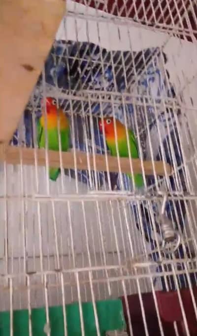 GREEN FISHER PAIR FOR SALE