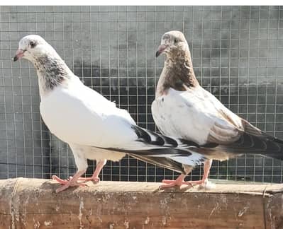 LAL MOTIYO WALAY BACHY